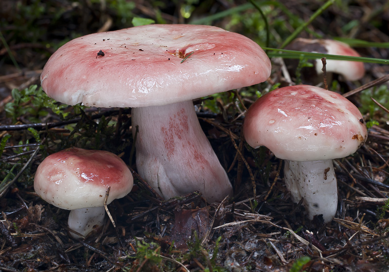 Russula sanguinaria